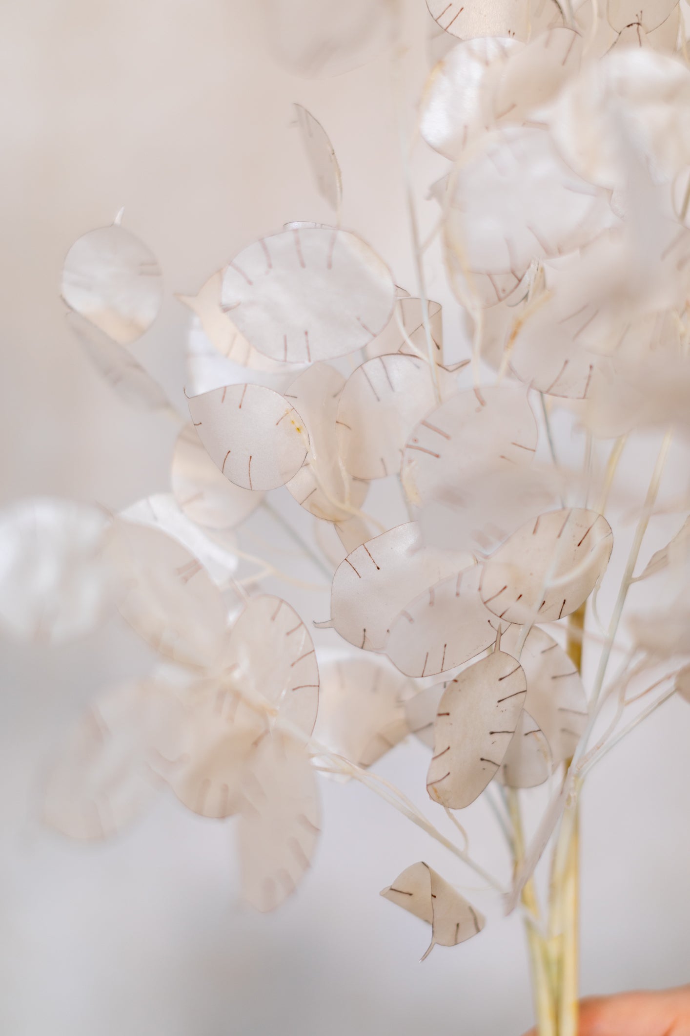 Lunaria Stem Ivory