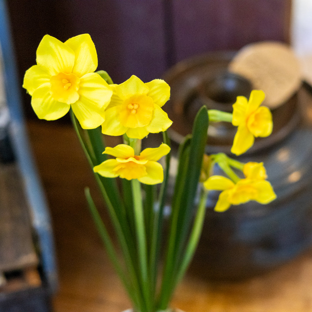 Yellow Paperwhite Daffodil Moss Ball Drop In