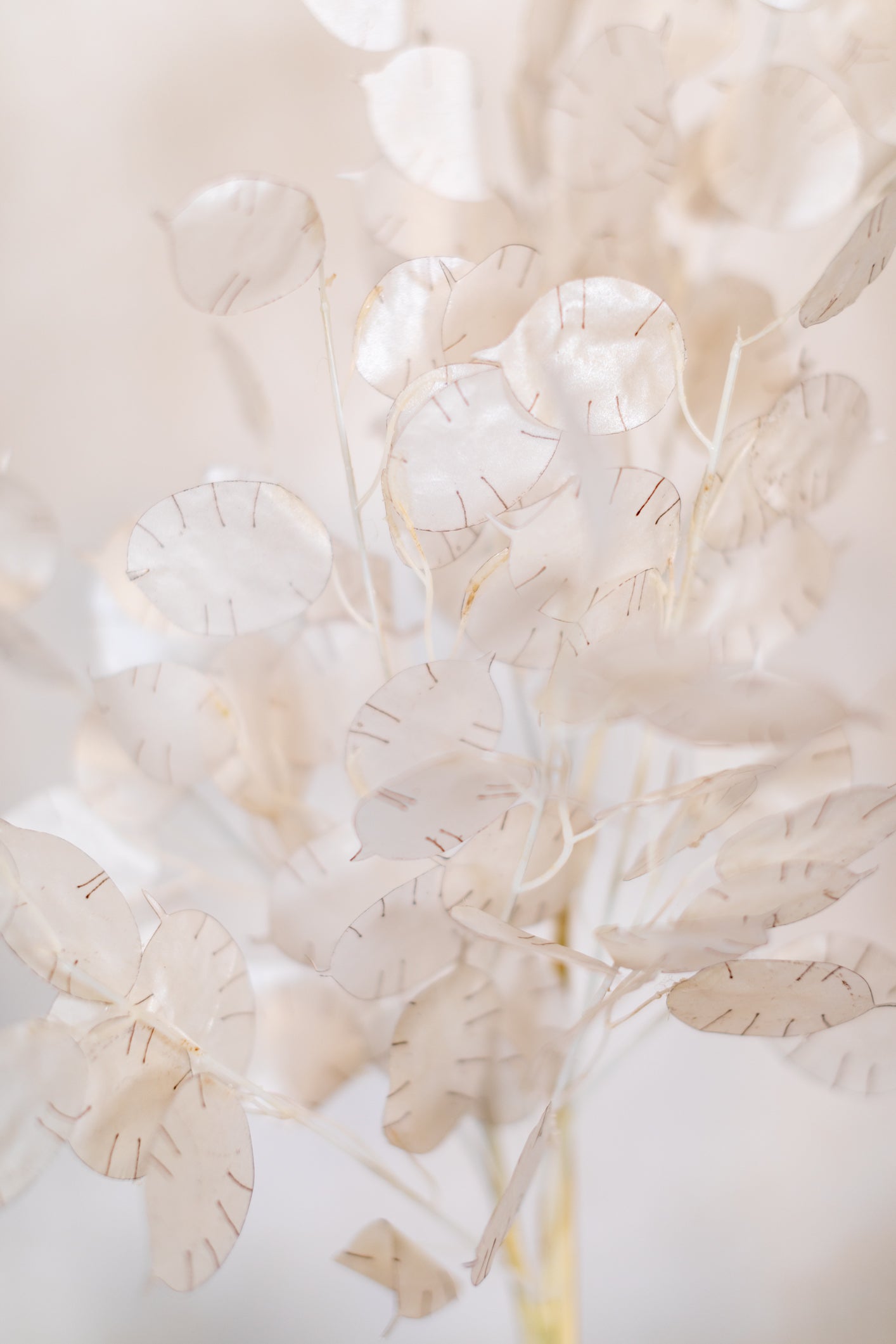 Lunaria Stem Ivory