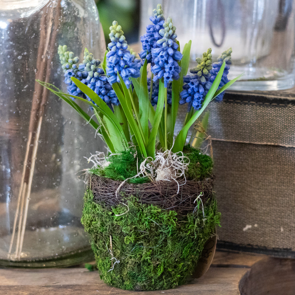 Hyacinth Drop In