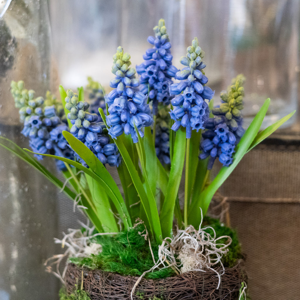 Hyacinth Drop In