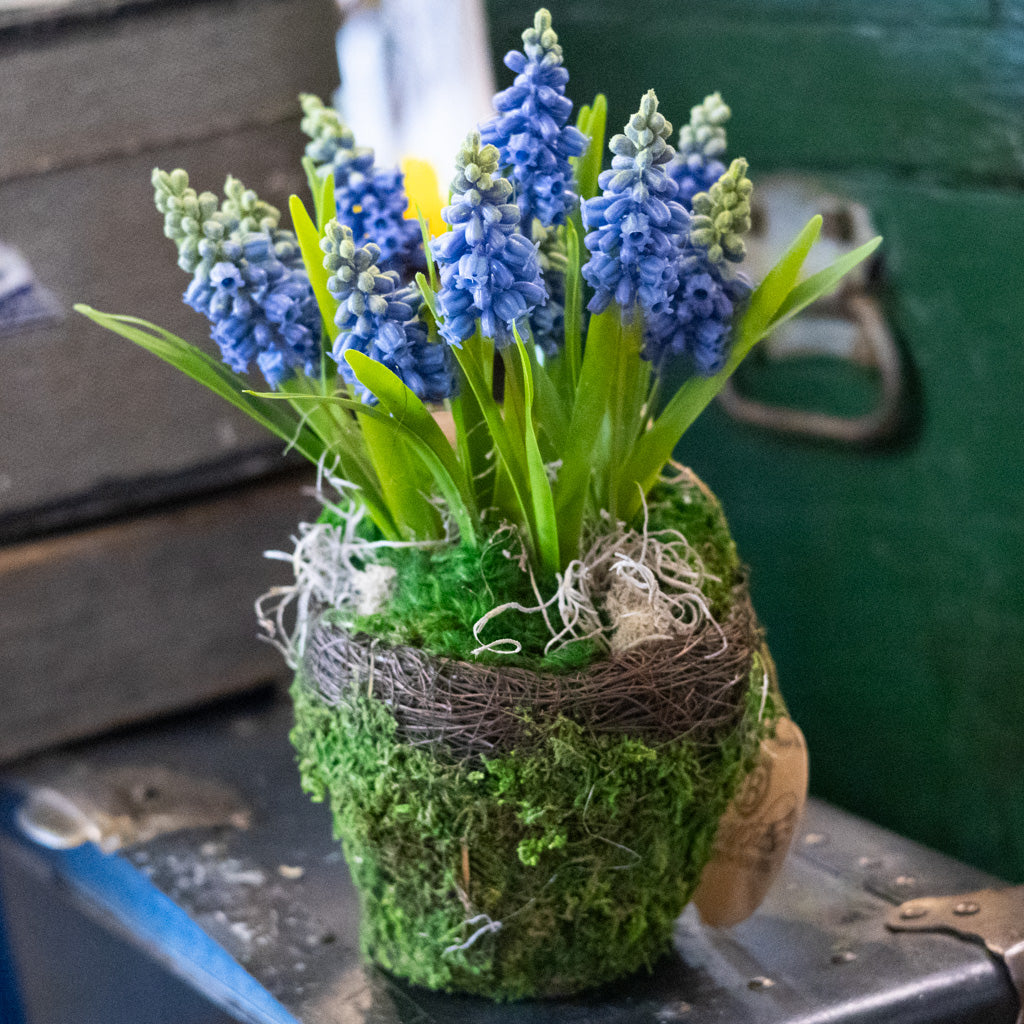 Hyacinth Drop In