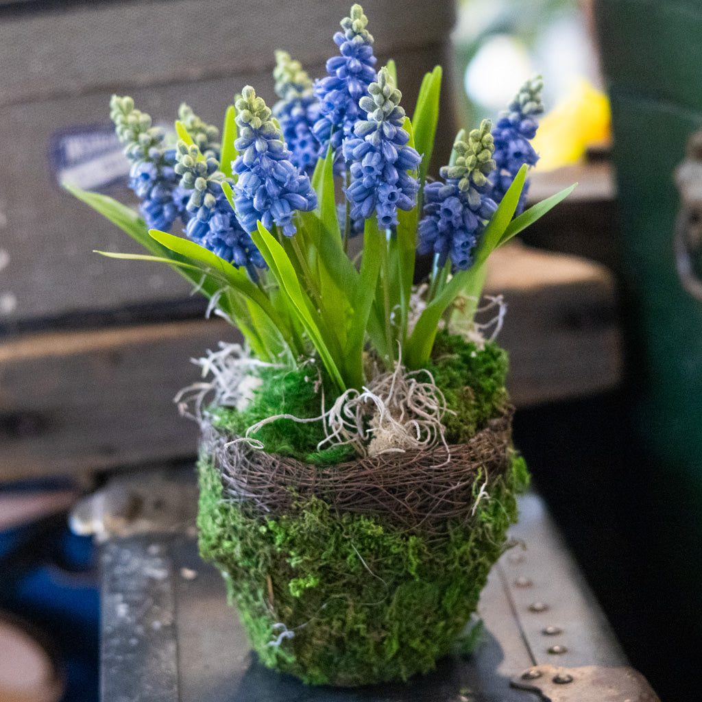 Hyacinth Drop In