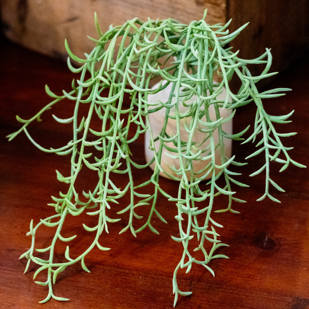 Senecio Green Hanging Bush
