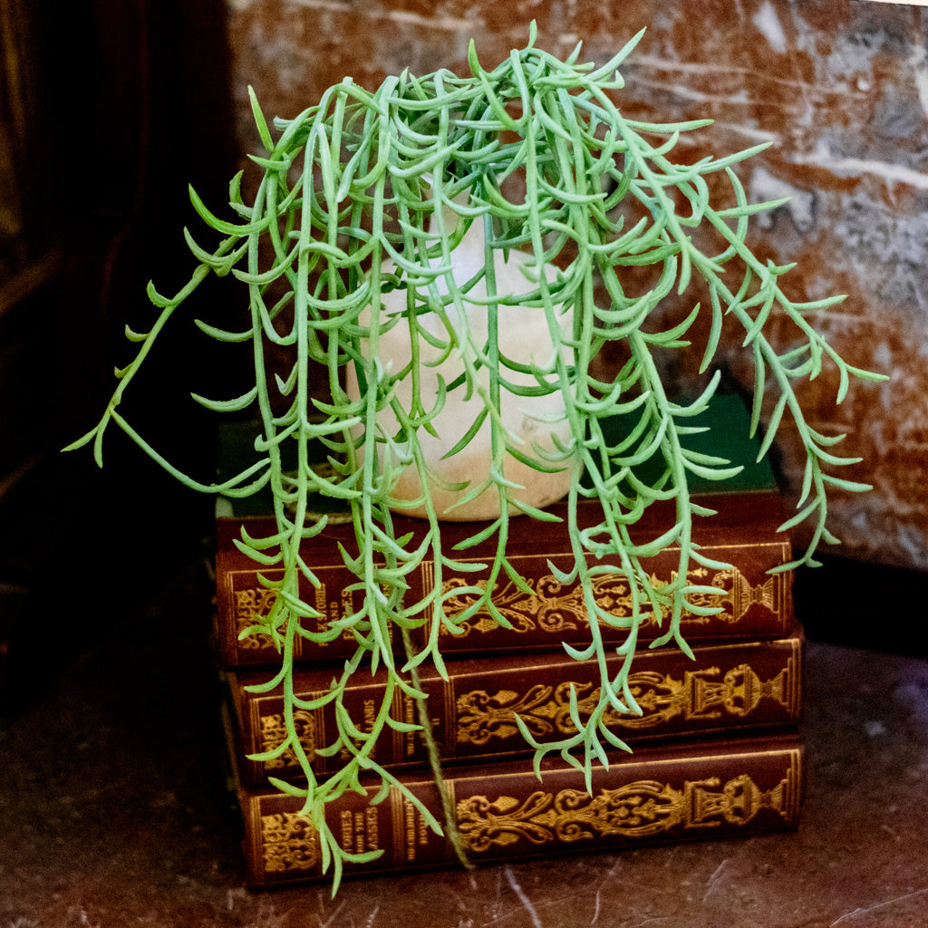 Senecio Green Hanging Bush