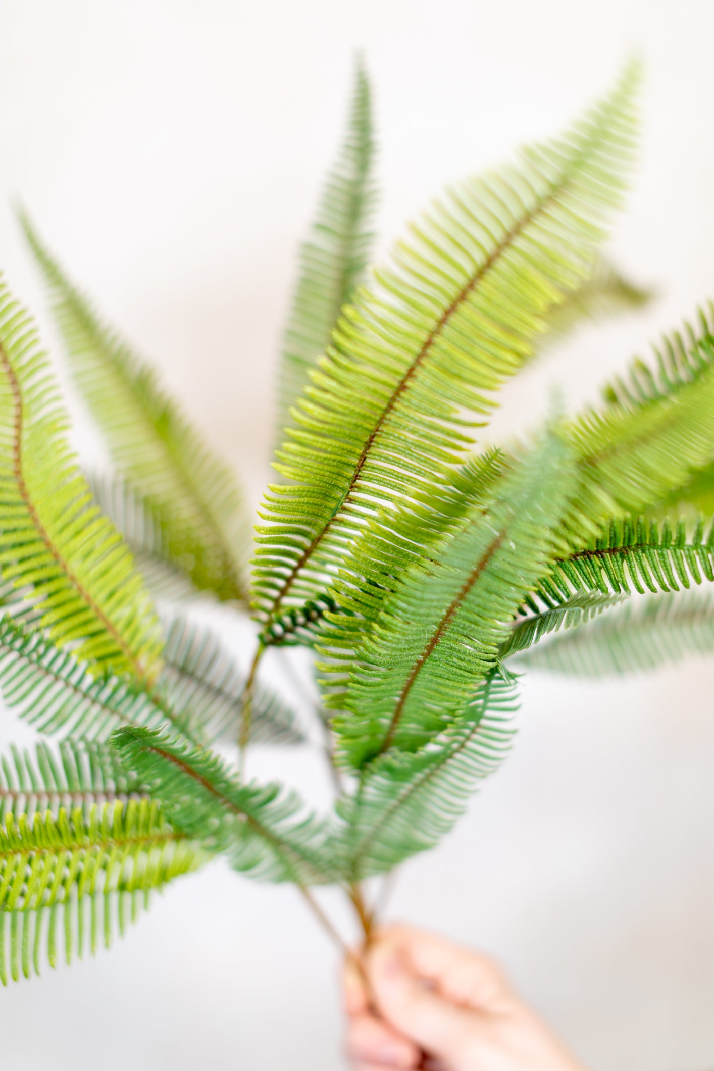 Aussie Fern Spray Light Green