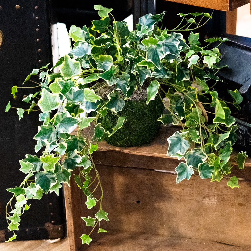 English Ivy Variegated Double Drop In