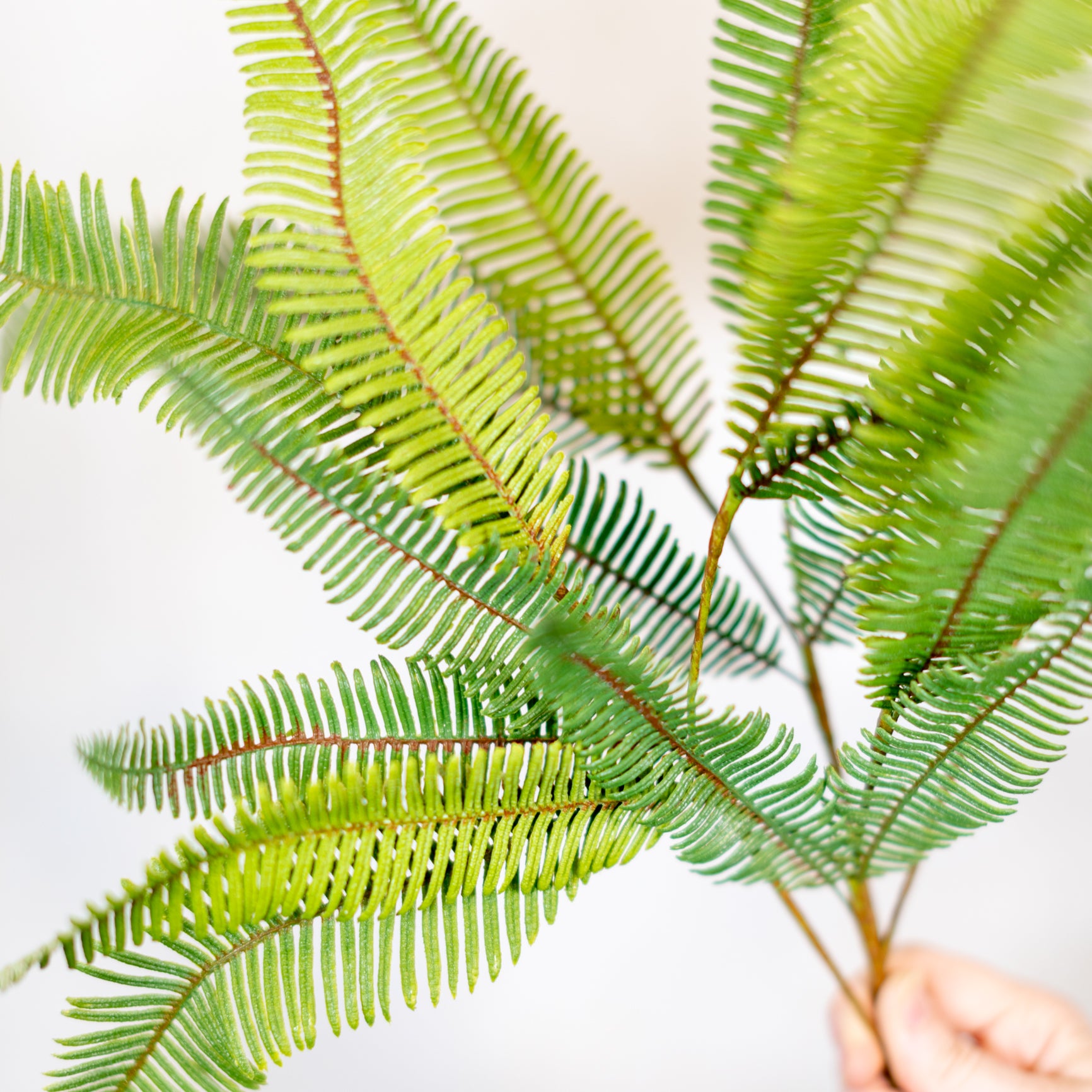 Aussie Fern Spray Light Green