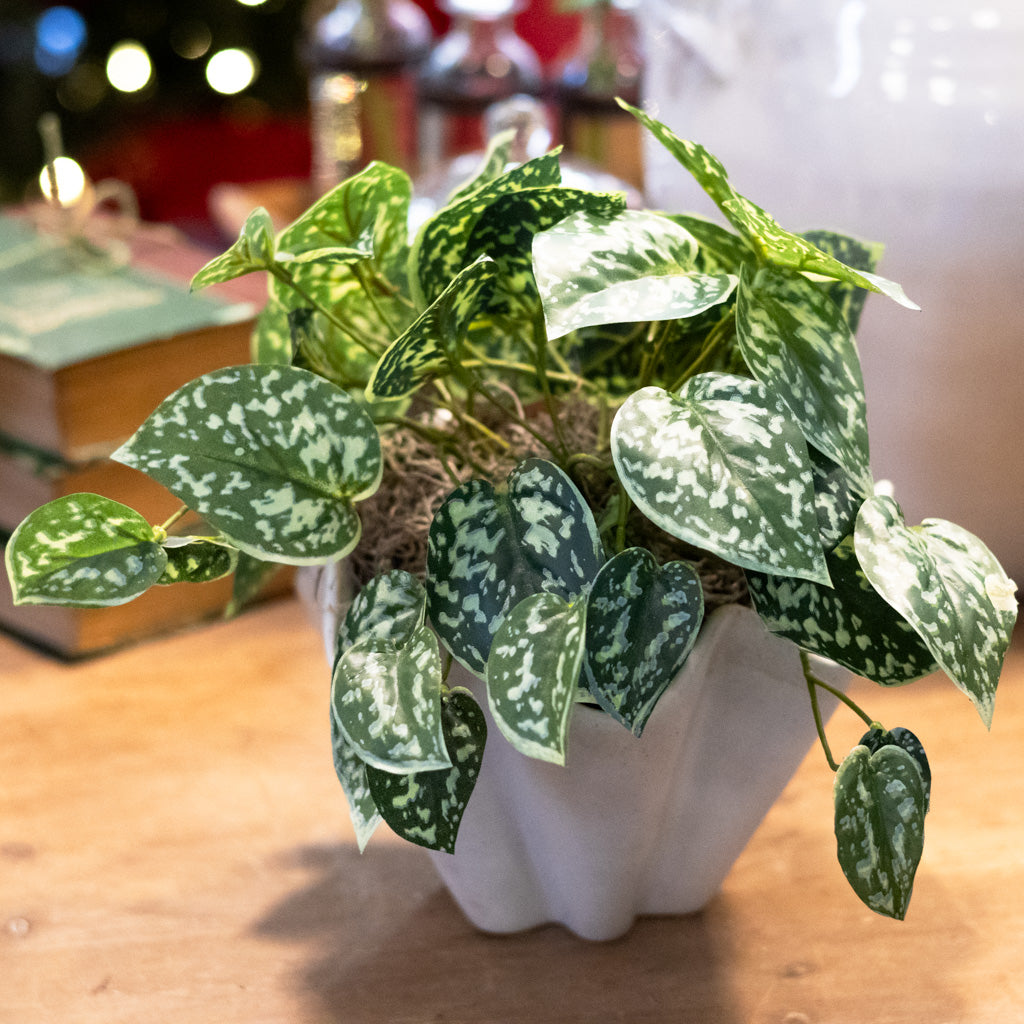 Scindapsus Plant Green Drop In