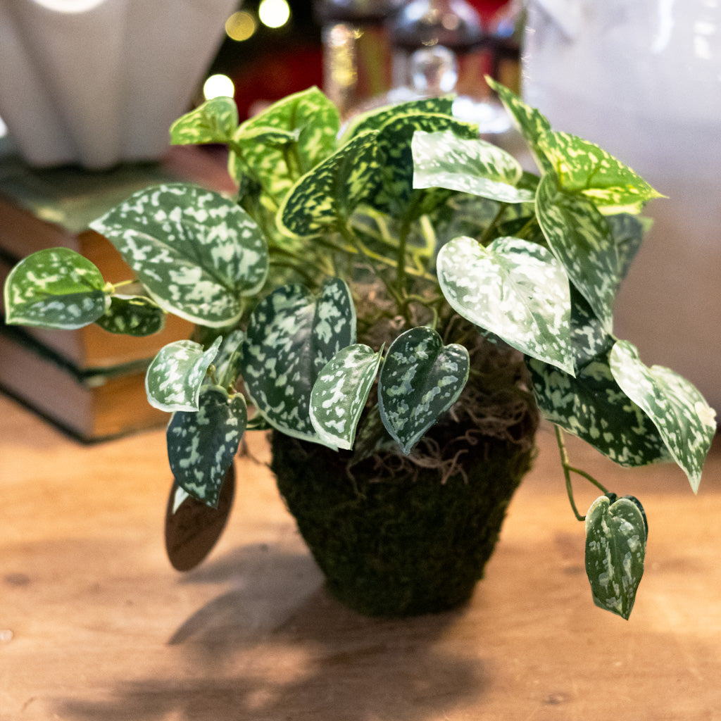 Scindapsus Plant Green Drop In