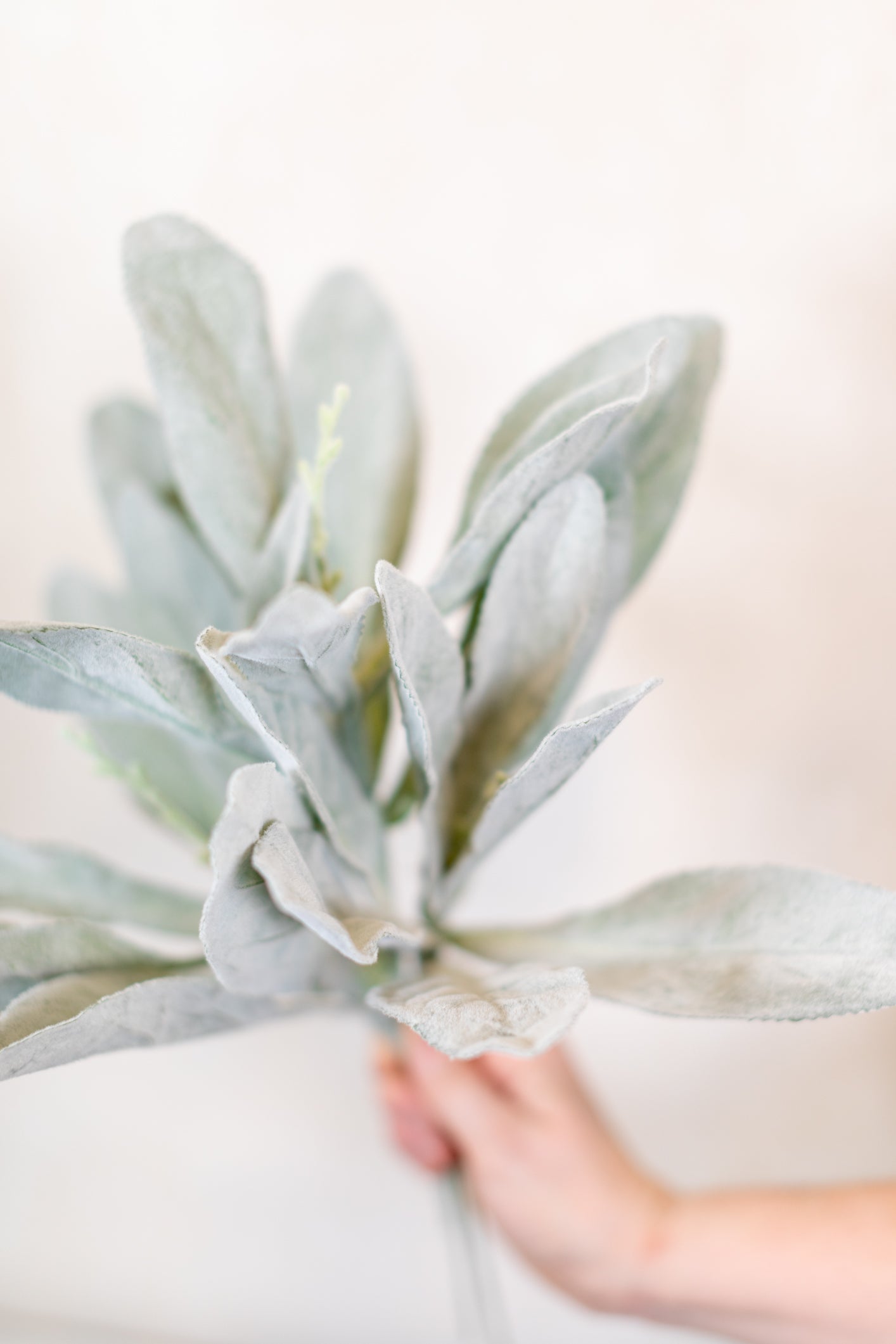 Flocked Lambs Ear Stem