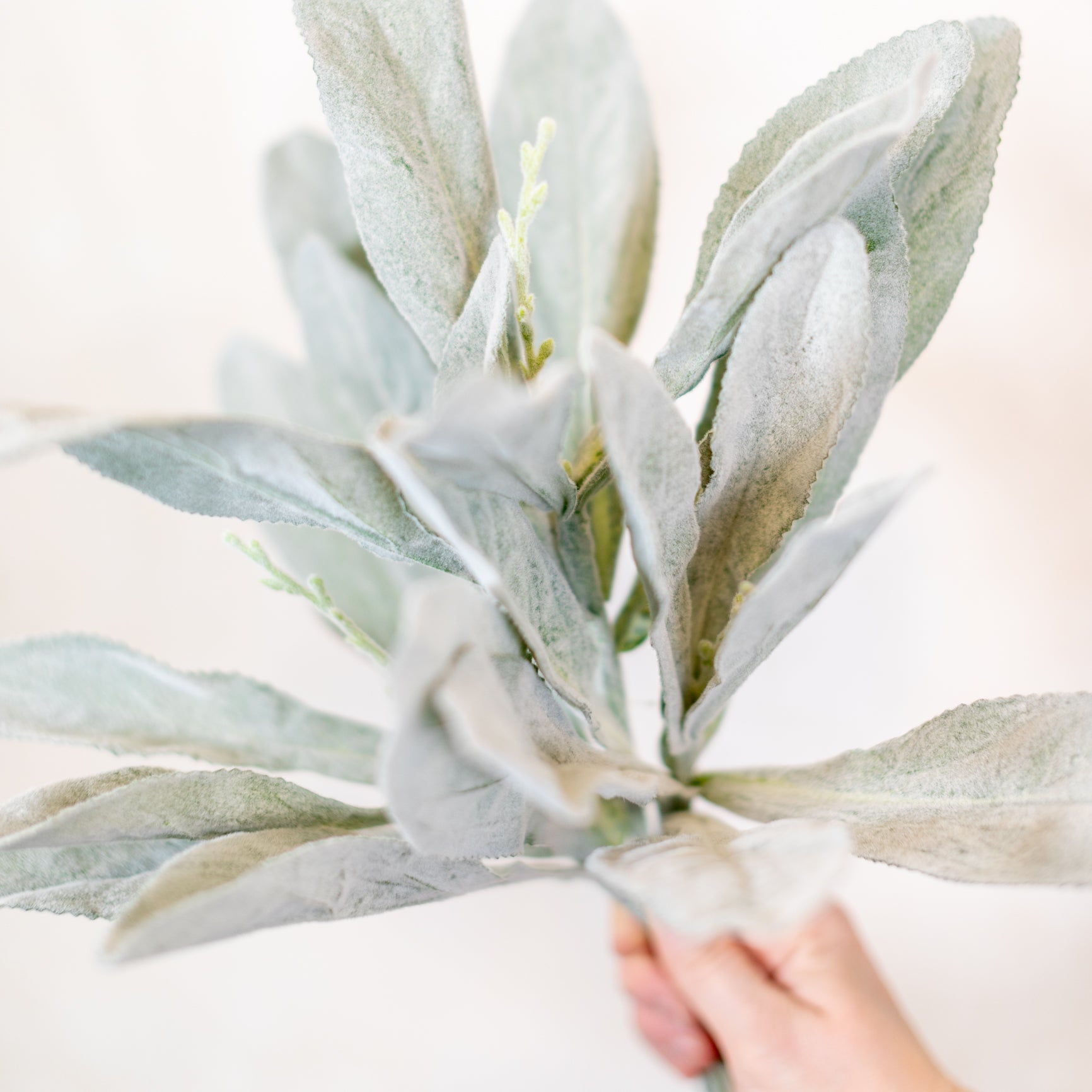 Flocked Lambs Ear Stem