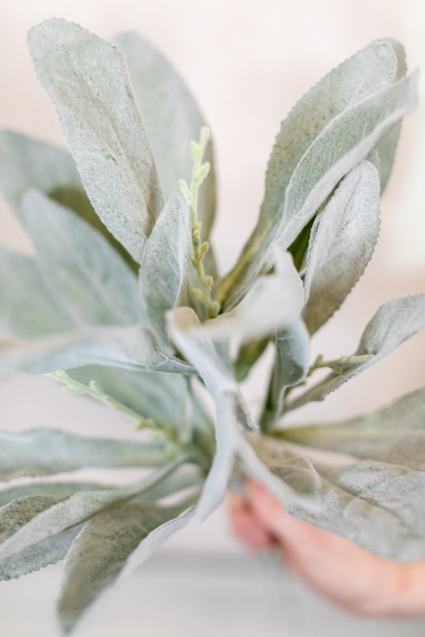 Flocked Lambs Ear Stem