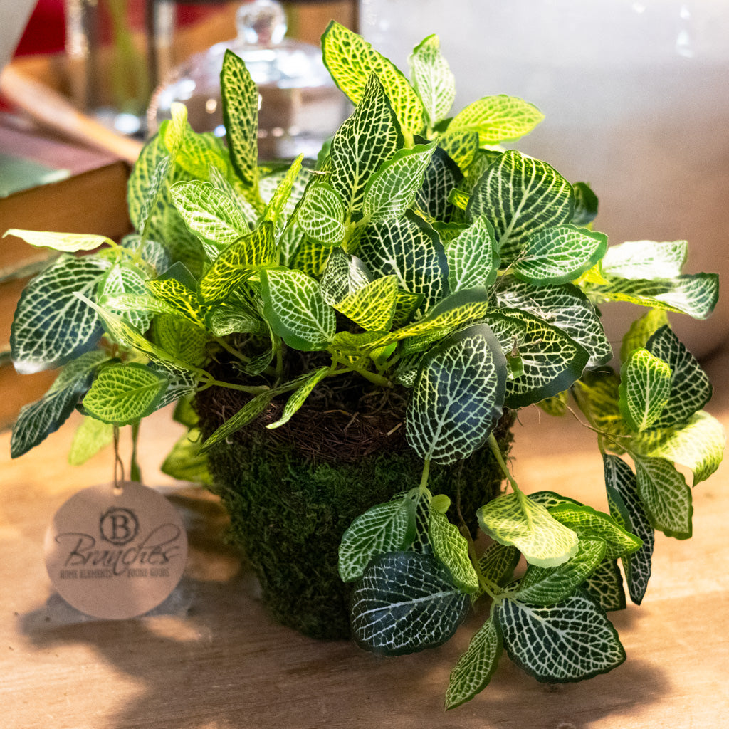 Fittonia Plant