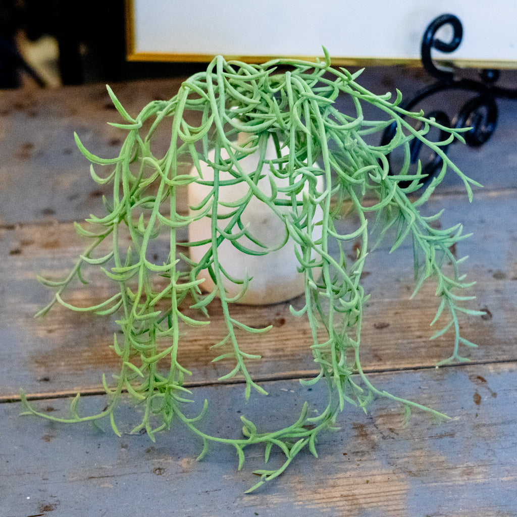 Senecio Green Hanging Bush