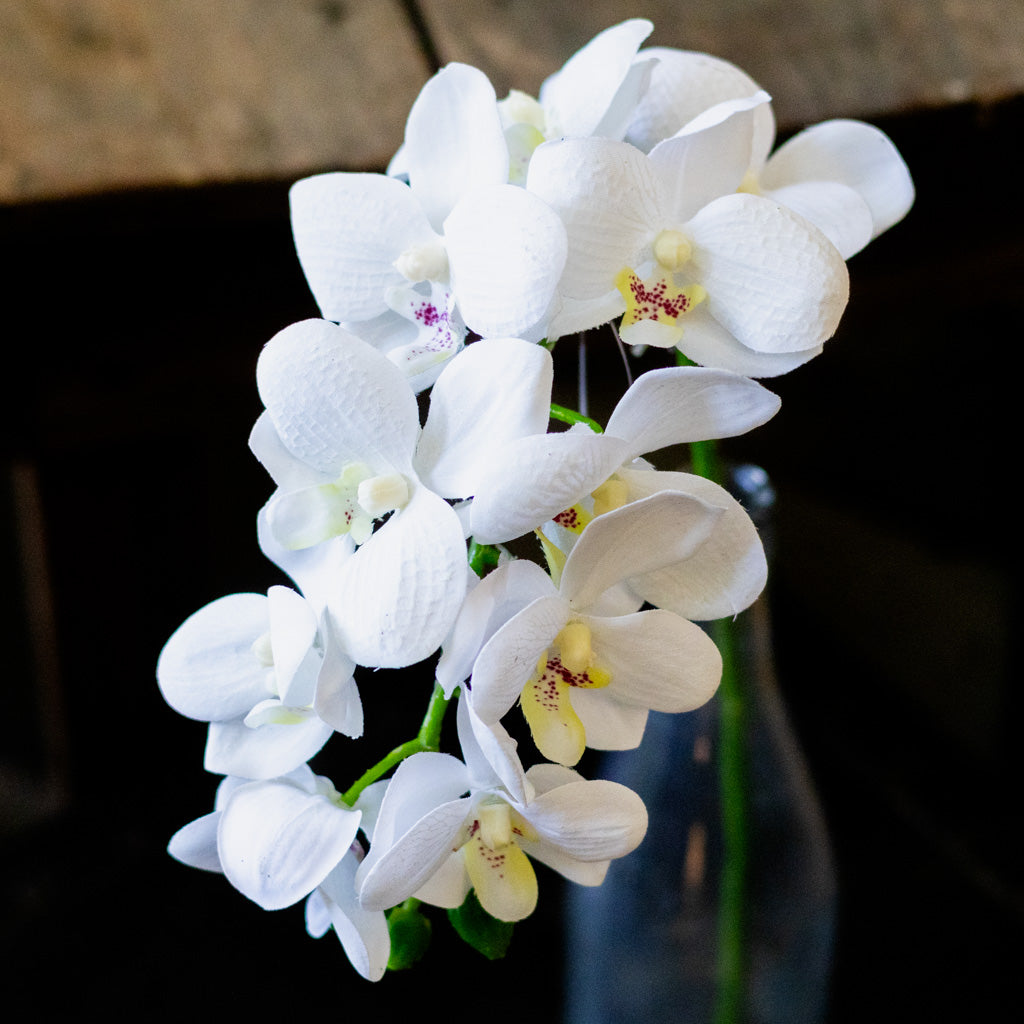 Short White Phalaenopsis Orchid Spray
