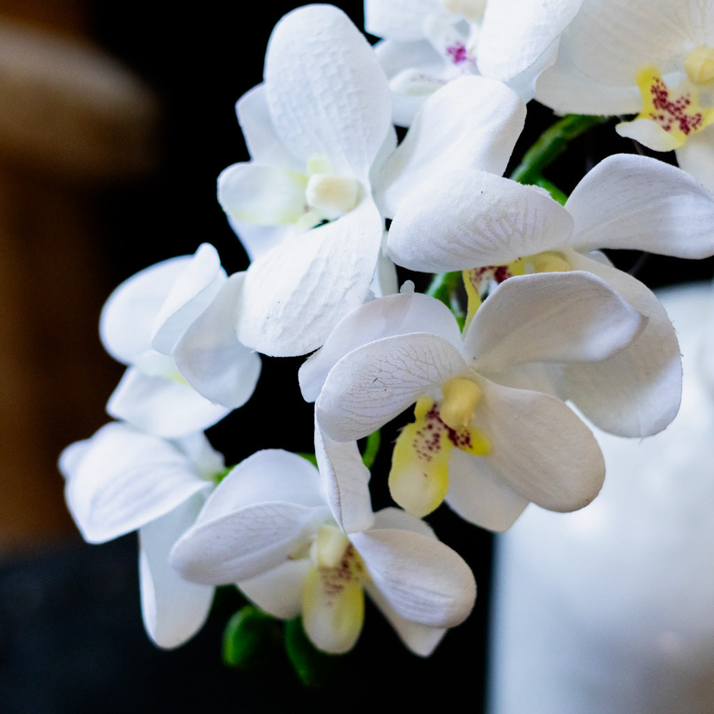 Short White Phalaenopsis Orchid Spray