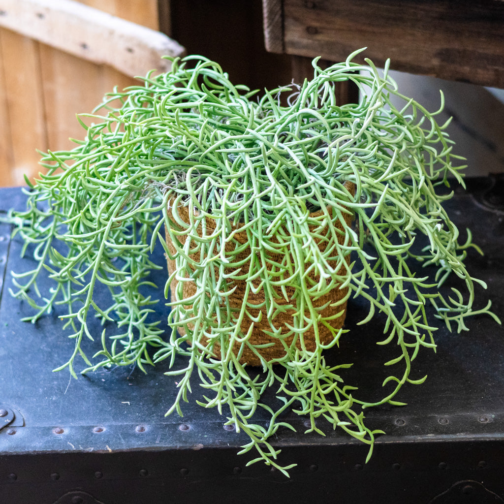 Senecio Potted Drop In Plant