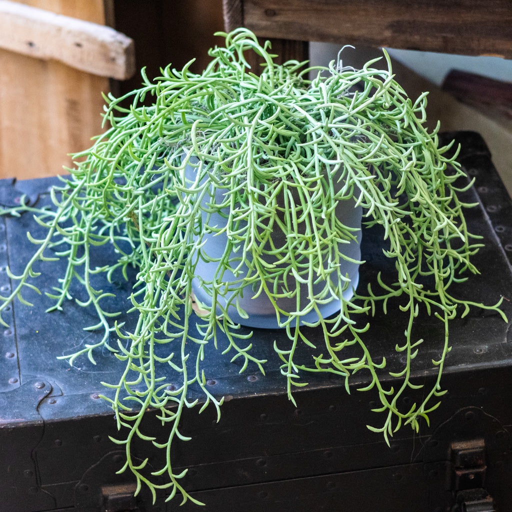 Senecio Potted Drop In Plant