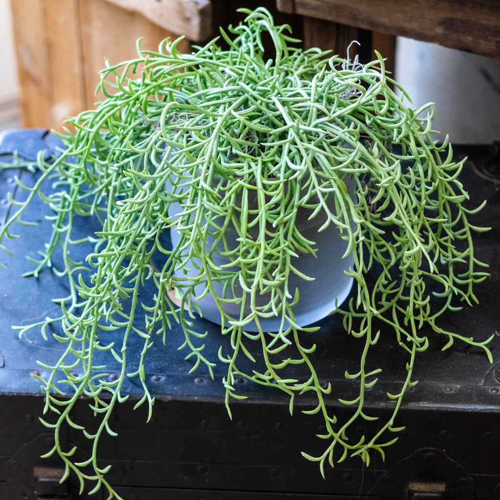 Senecio Potted Drop In Plant