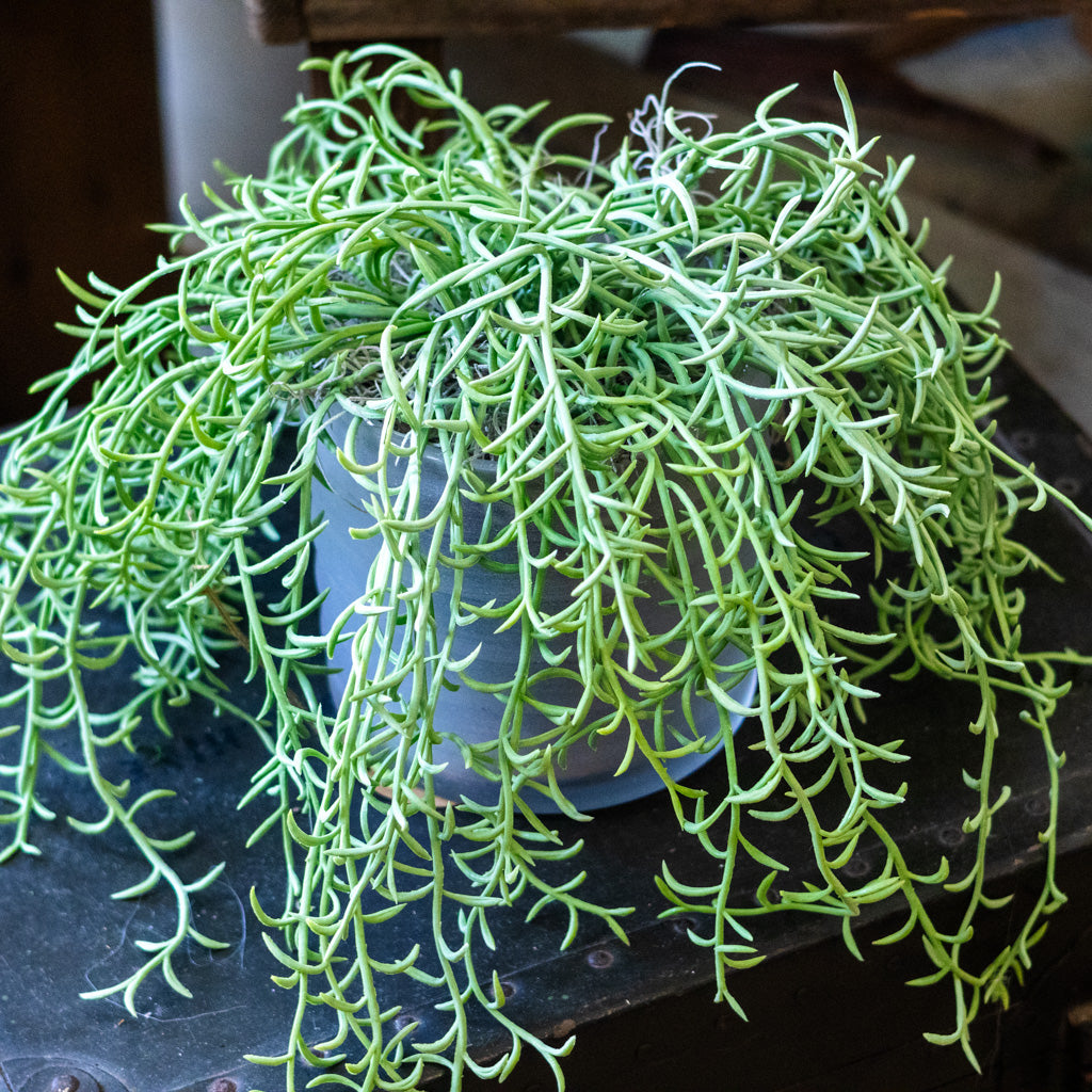 Senecio Potted Drop In Plant