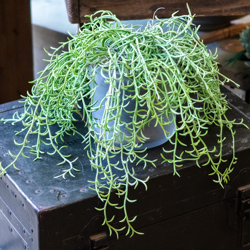 Senecio Potted Drop In Plant