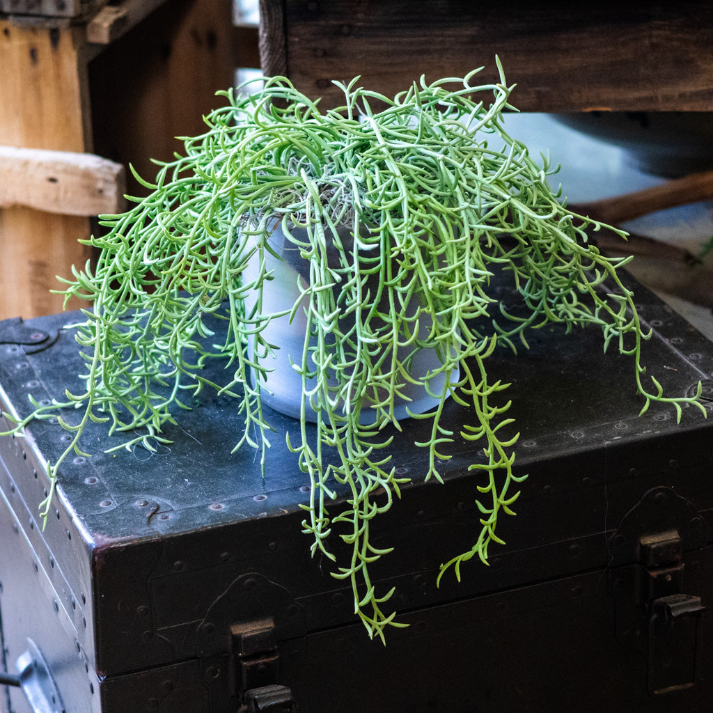 Senecio Potted Drop In Plant