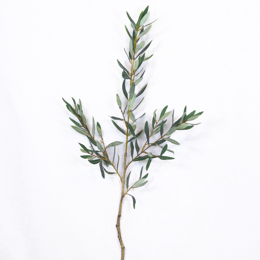 Olive Leaf Branch