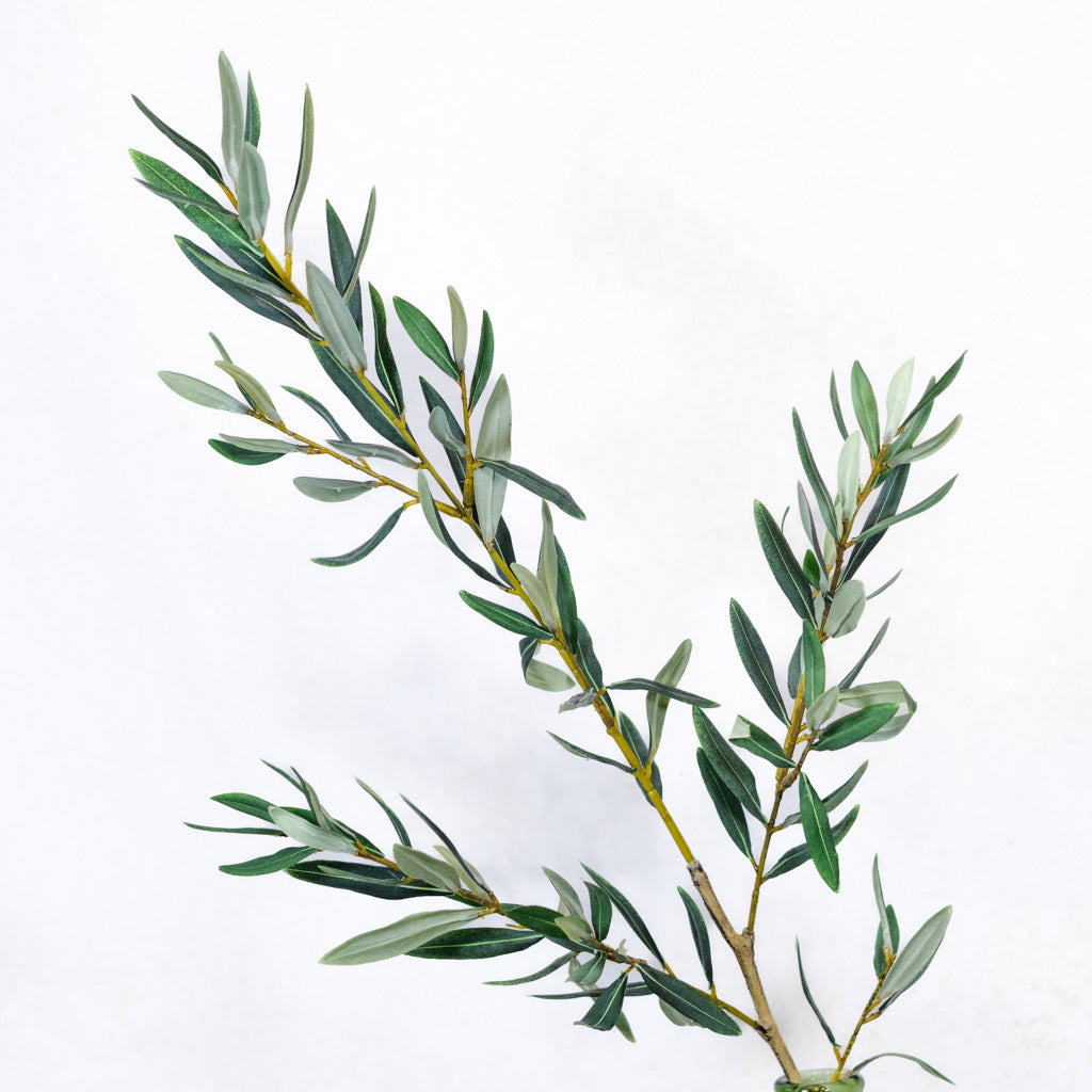 Olive Leaf Branch