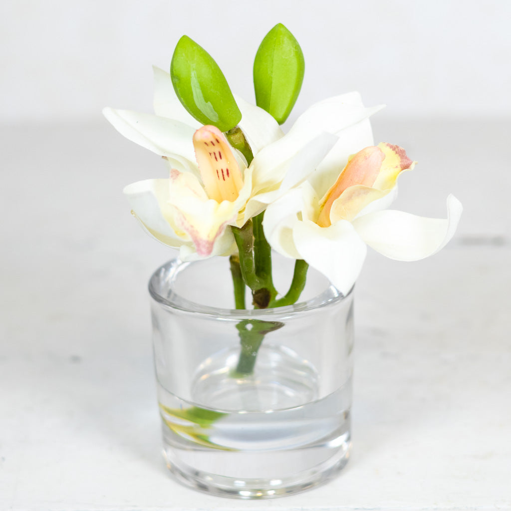 White Cymbidium in Illusion Glass Vase