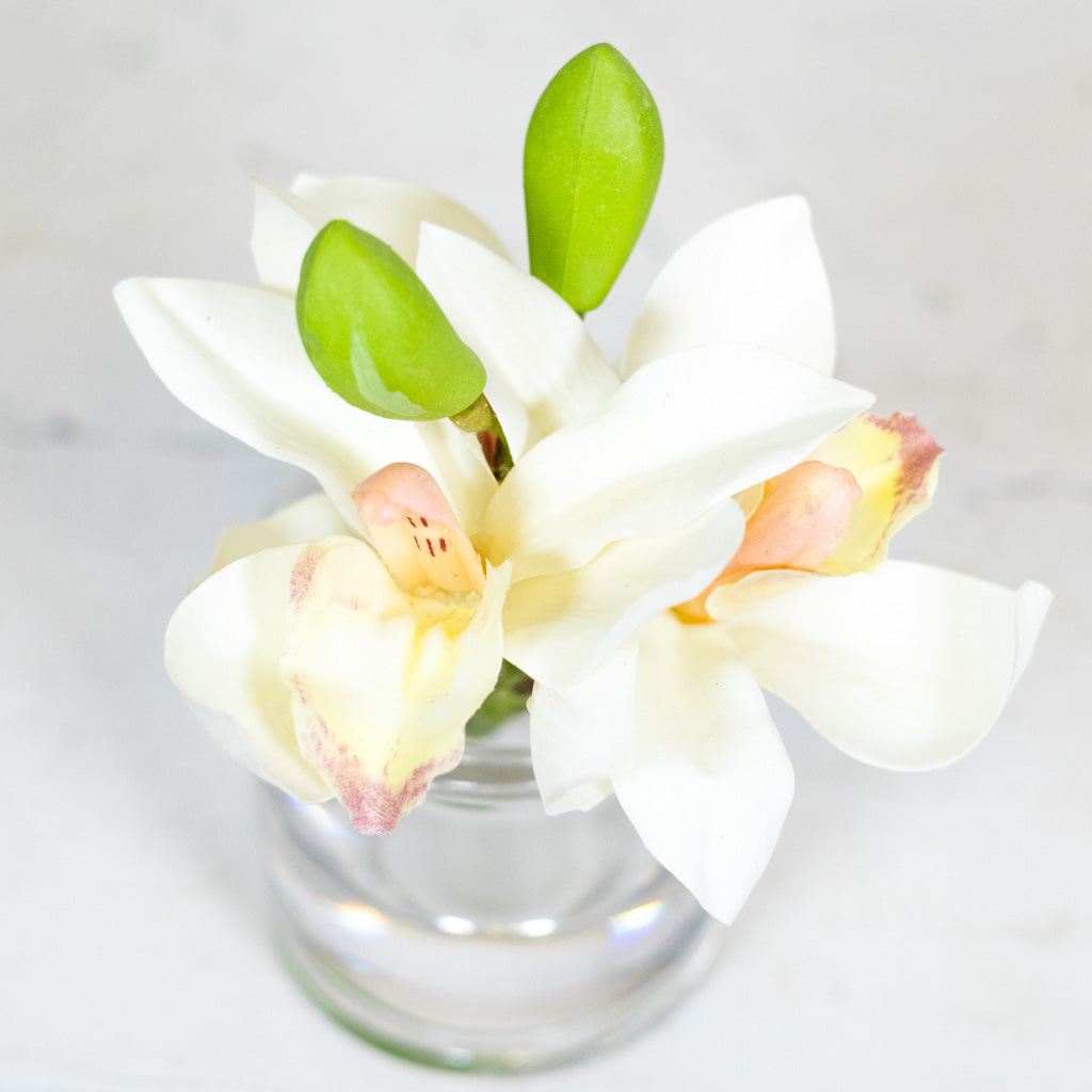 White Cymbidium in Illusion Glass Vase