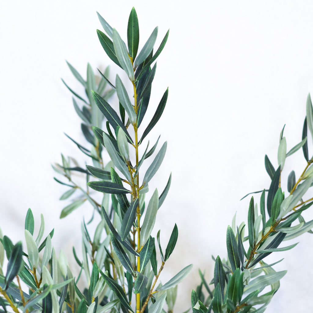 Olive Leaf Branch