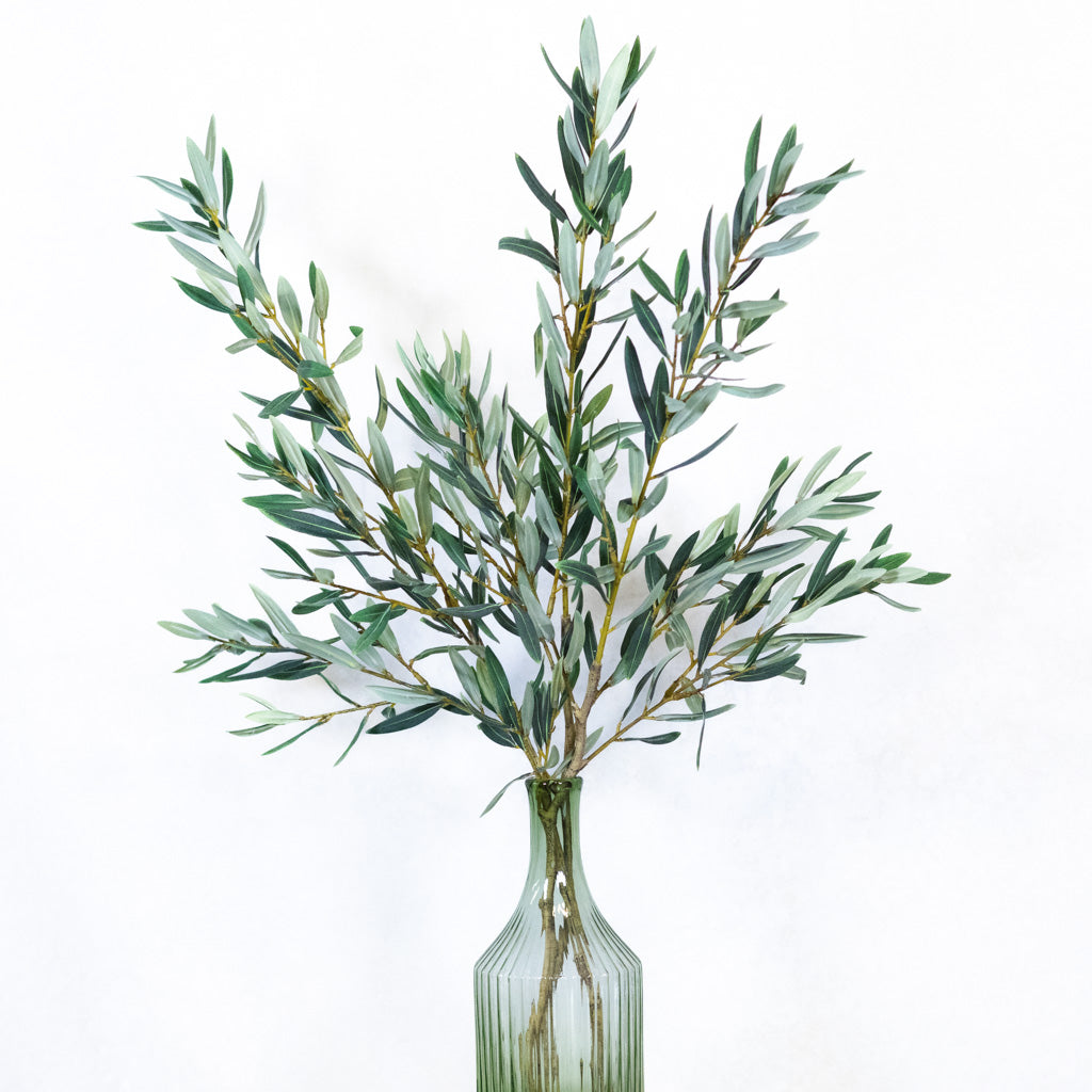 Olive Leaf Branch
