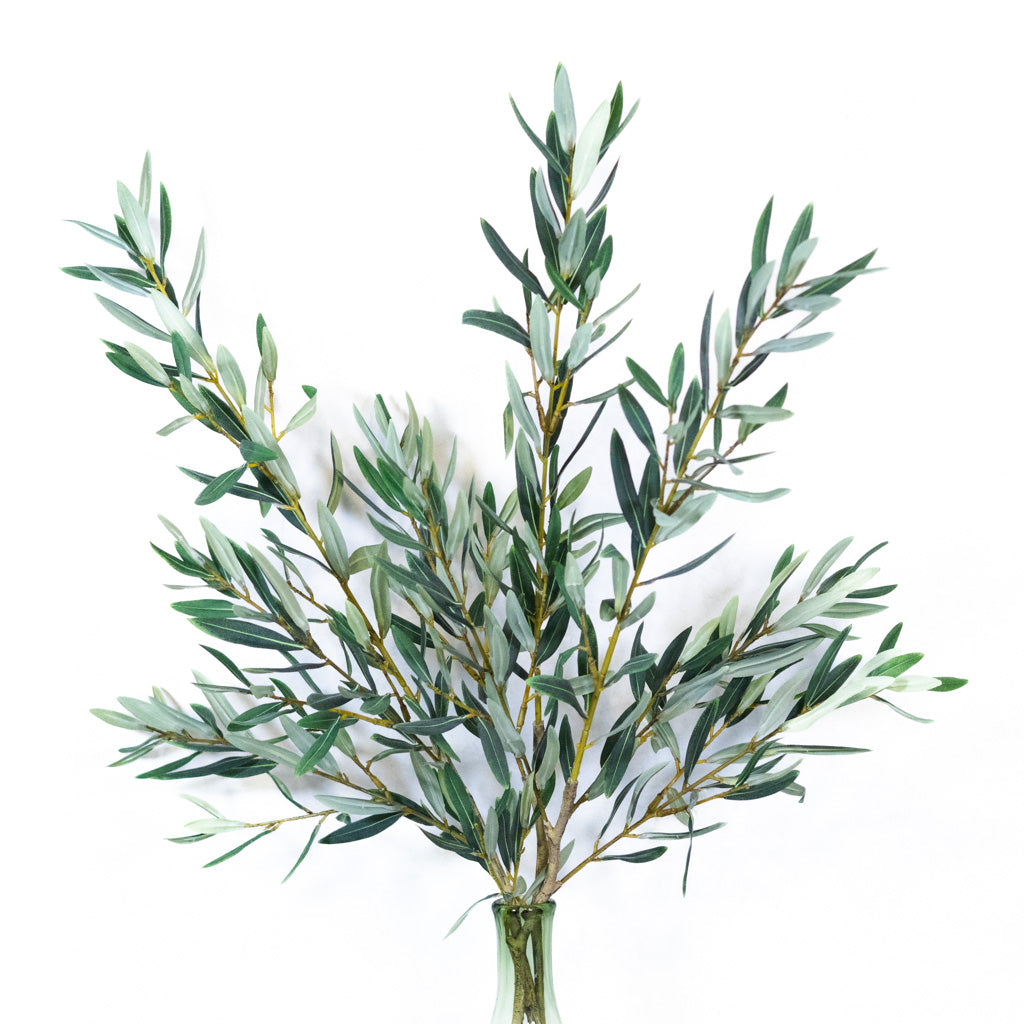 Olive Leaf Branch