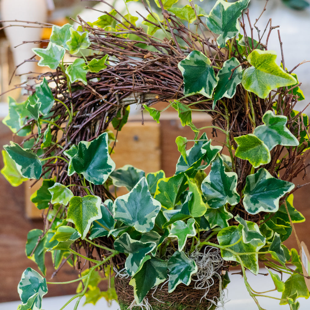 Ivy Wreath Potted Drop In