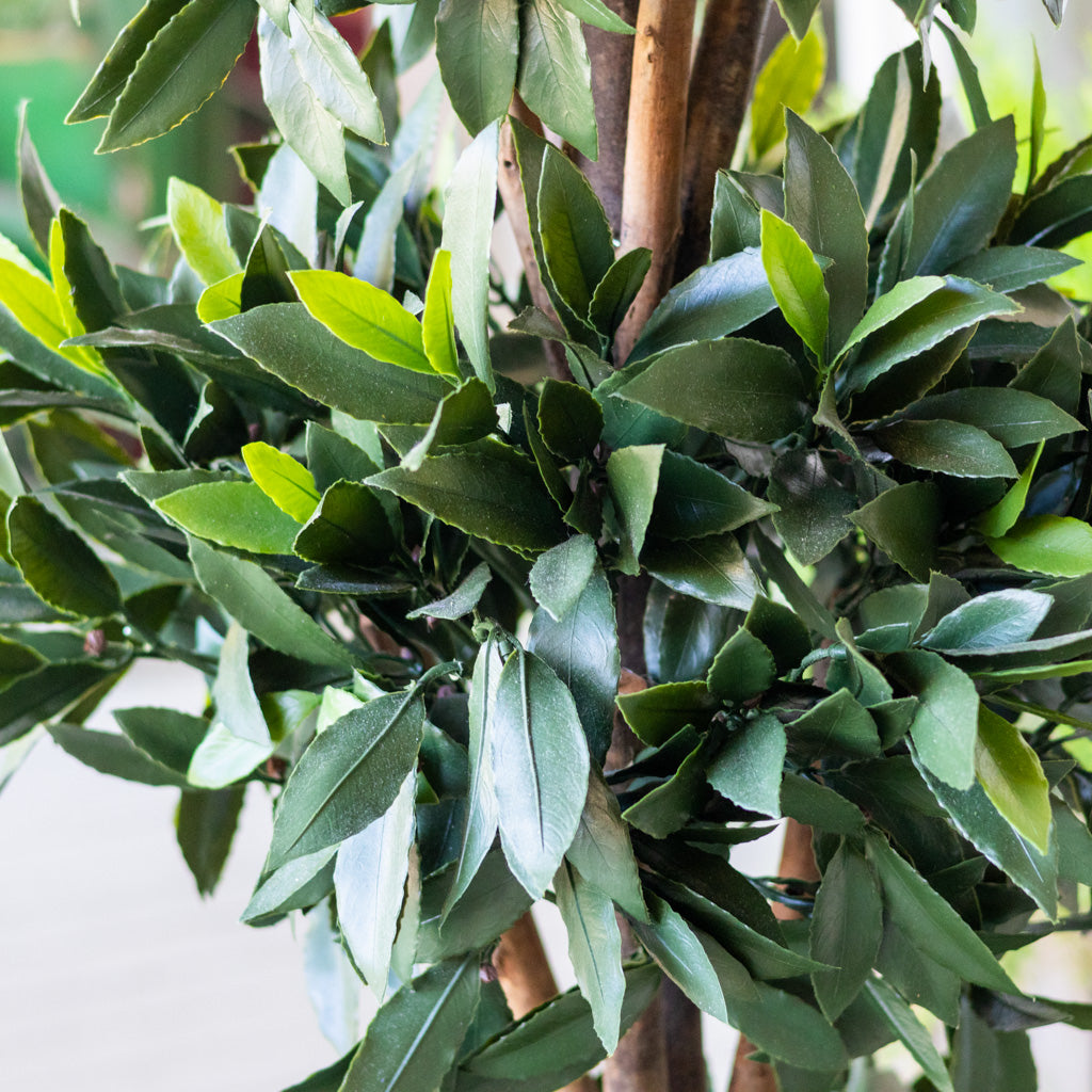 UV Bay Laurel Triple Ball Topiary 60"