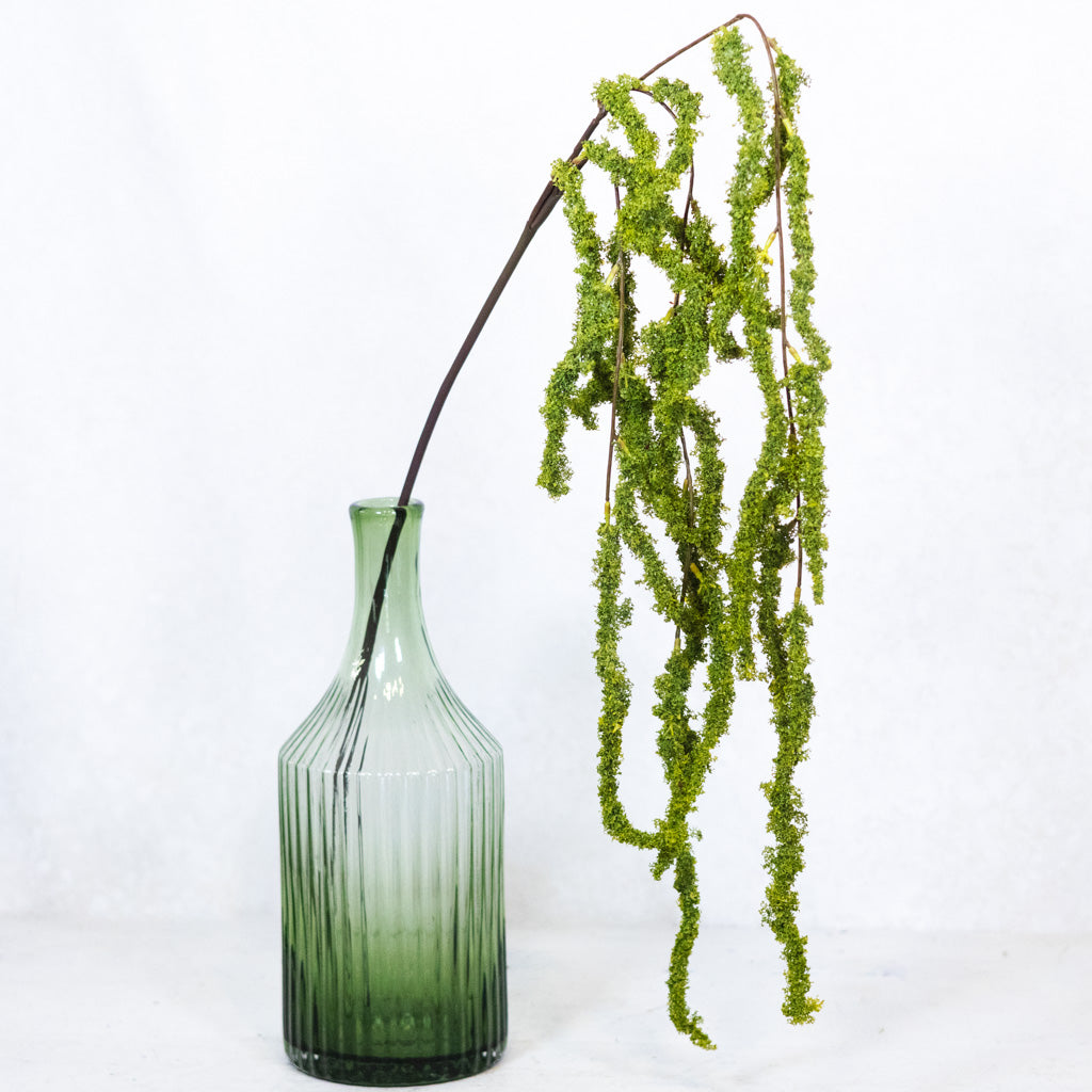 Amaranthus Hanging Spray