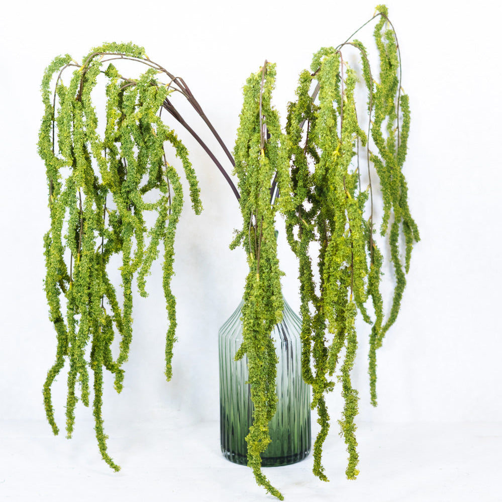 Amaranthus Hanging Spray