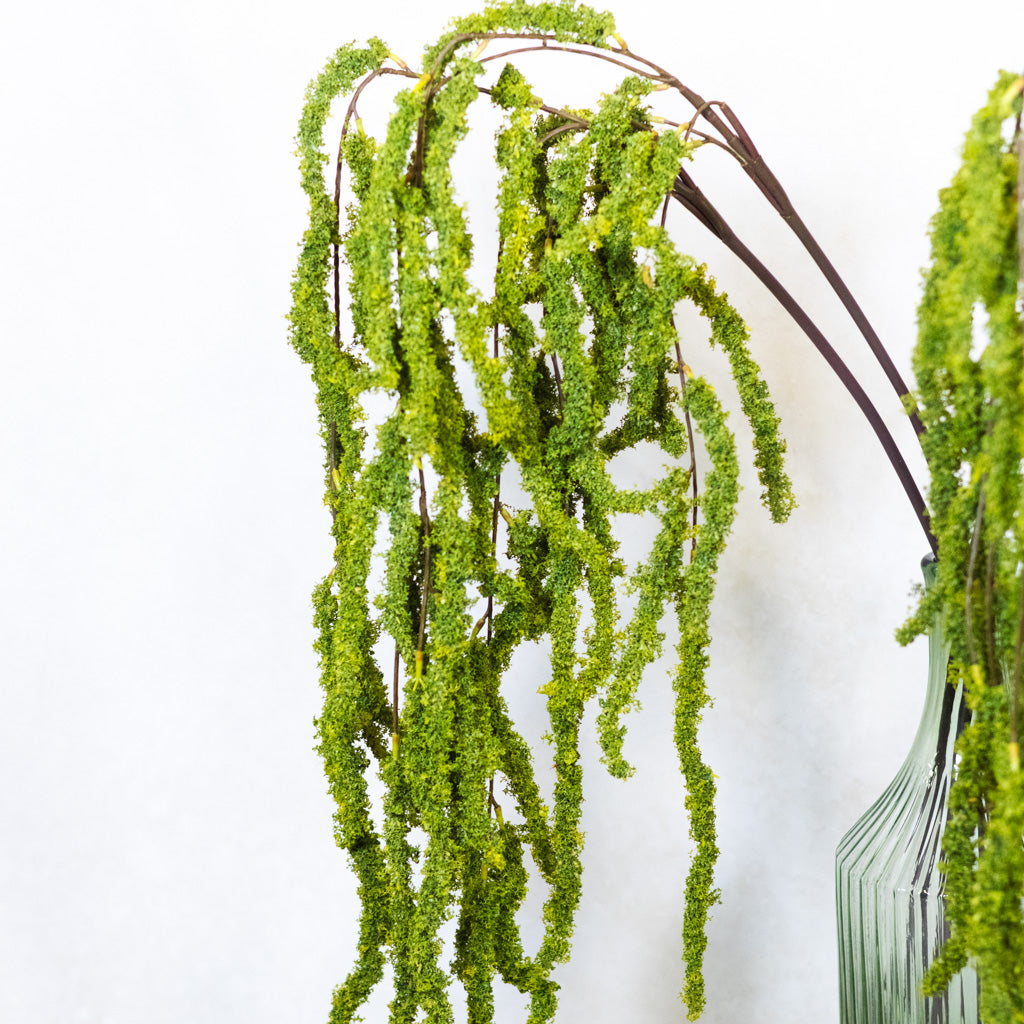 Amaranthus Hanging Spray
