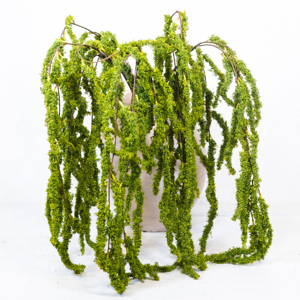 Amaranthus Hanging Spray