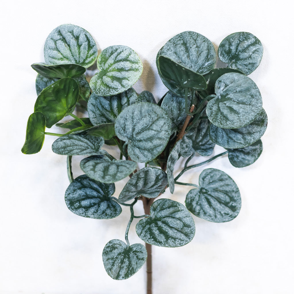 Peperomia Bush Soft Touch