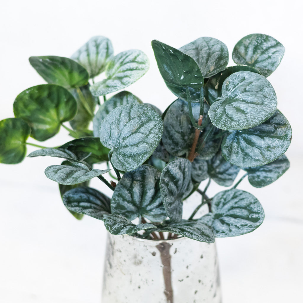 Peperomia Bush Soft Touch
