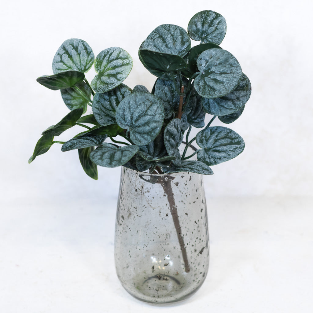 Peperomia Bush Soft Touch
