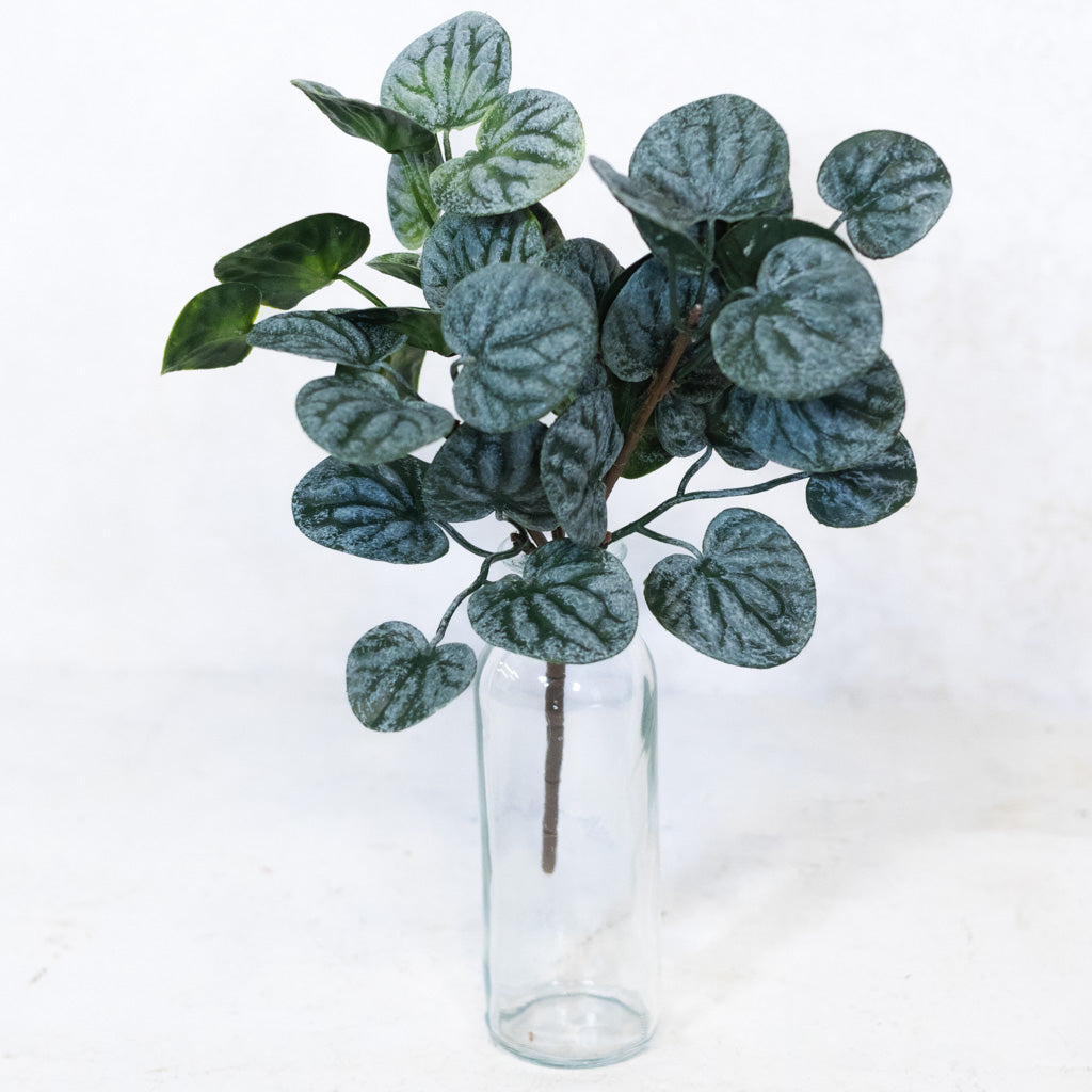 Peperomia Bush Soft Touch