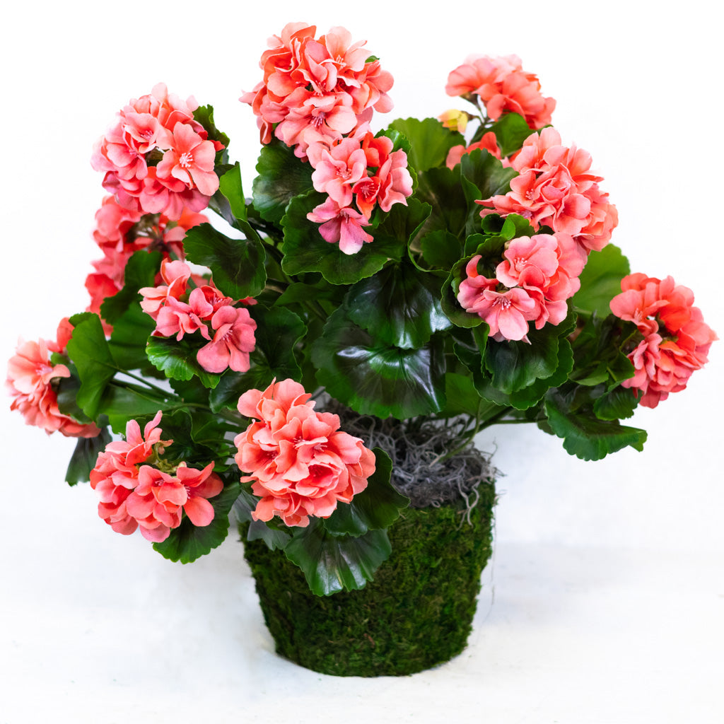 Salmon Geranium Moss Pot Drop In
