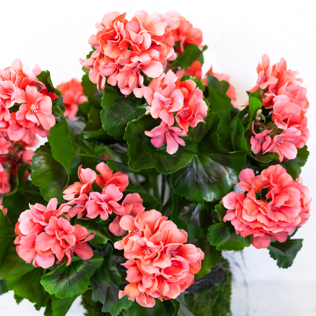 Salmon Geranium Moss Pot Drop In