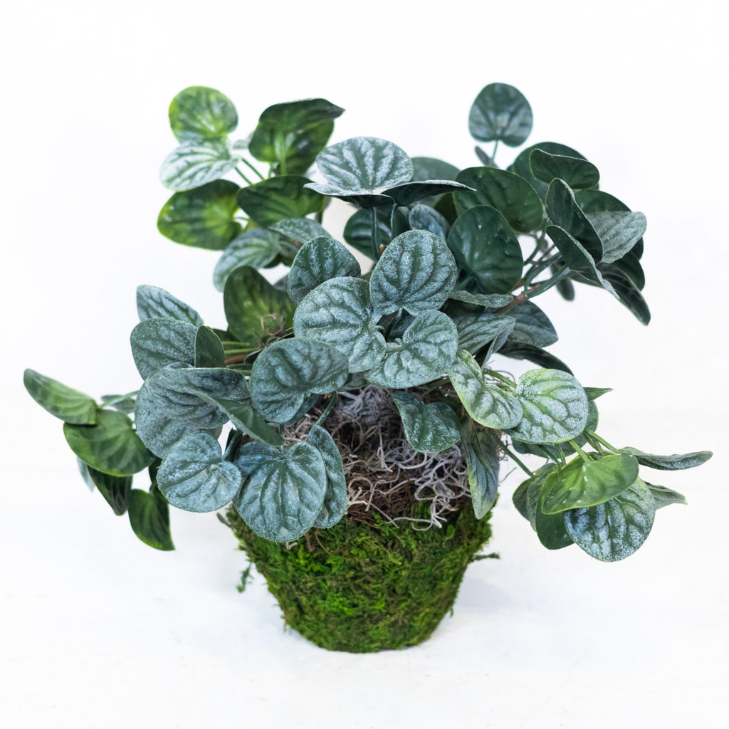 Pepperomia Plant in Moss Pot