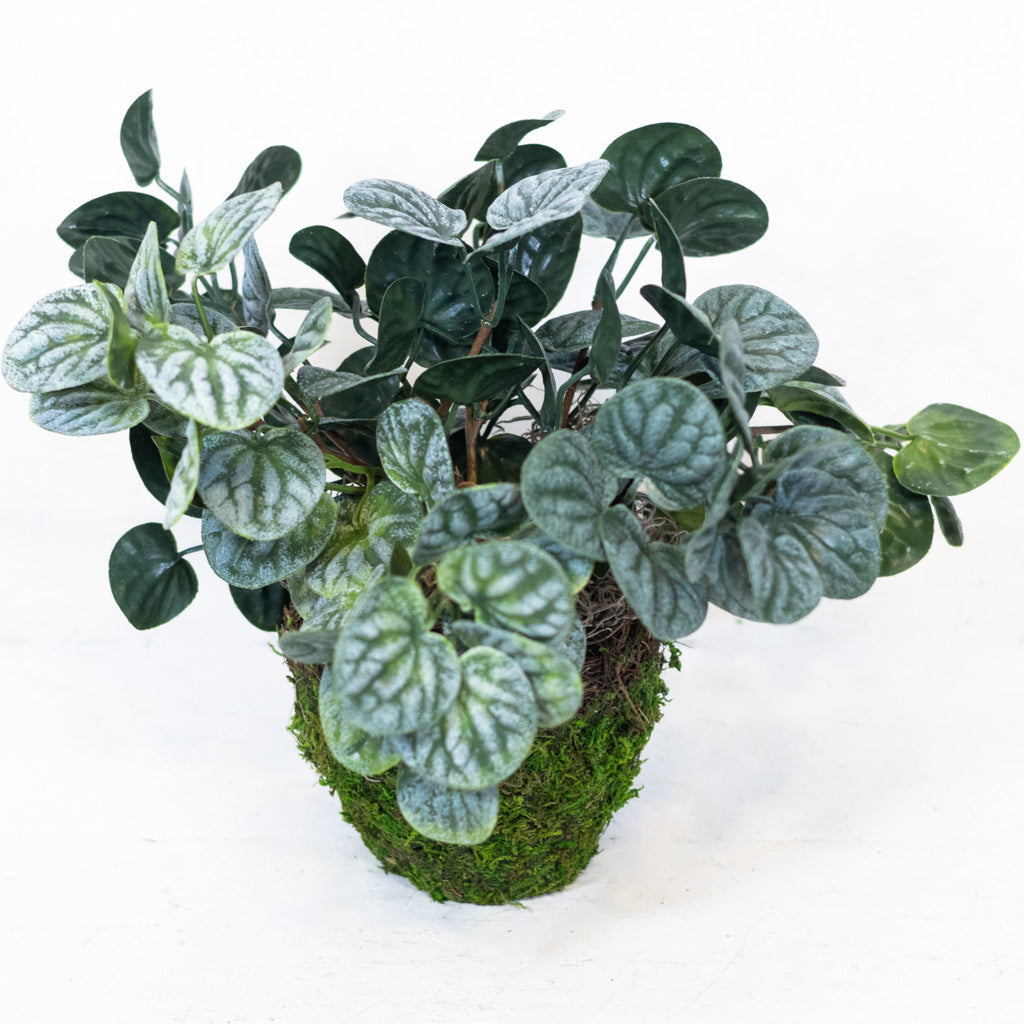 Pepperomia Plant in Moss Pot