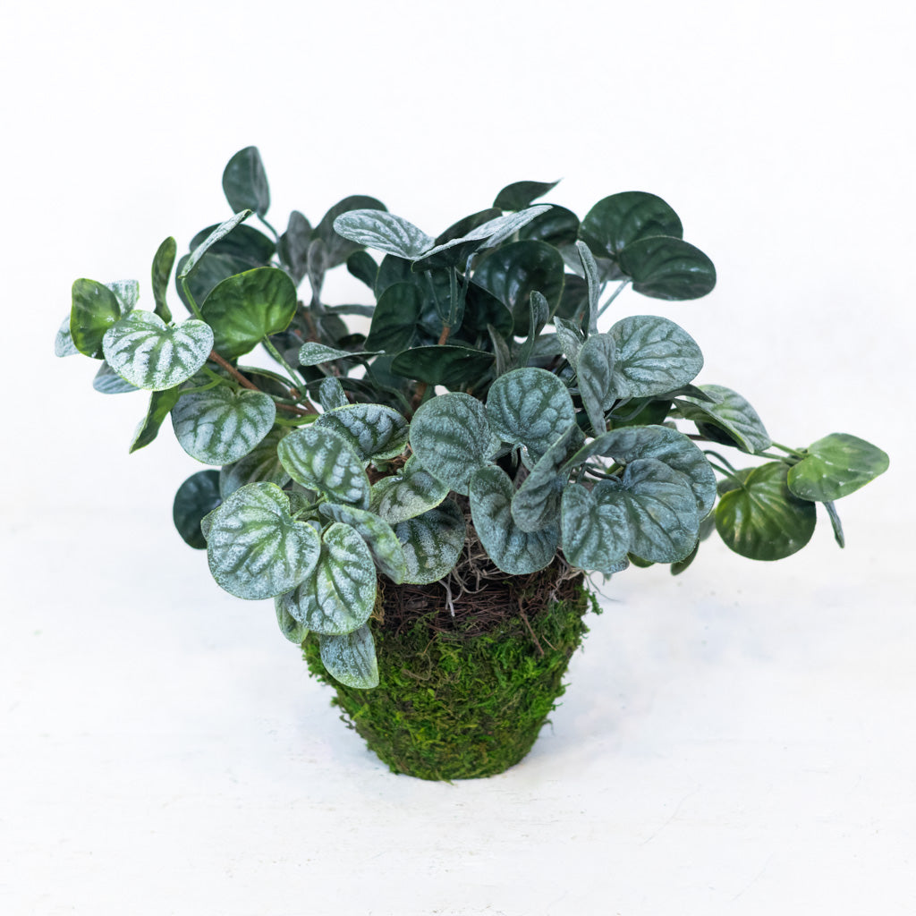 Pepperomia Plant in Moss Pot