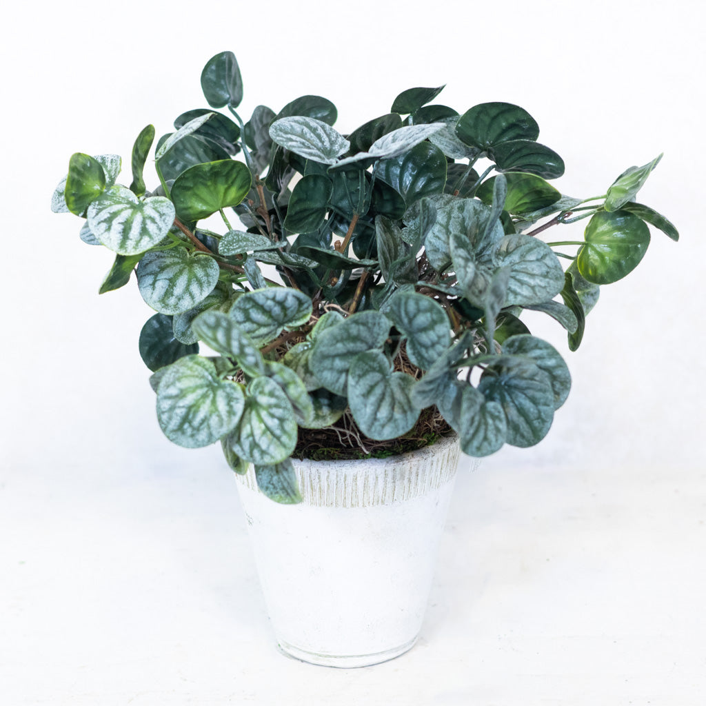 Pepperomia Plant in Moss Pot